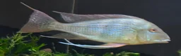 Cichlids fish for sale: Geophagus Altifrons FOC in Nottingham - Advert 3