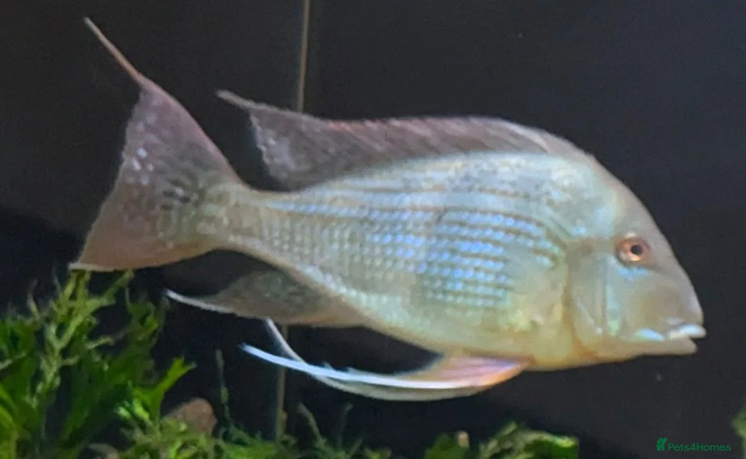 Cichlids fish for sale: Geophagus Altifrons FOC in Nottingham - Advert 3