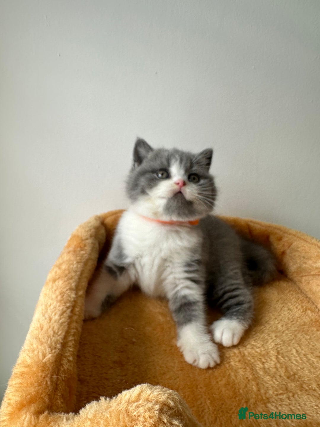 British Shorthair cats for sale: 🐻 Beautiful Teddy Bear BSH and BLH 🐻 - Image 26