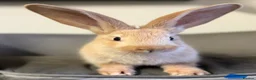 Continental Giant rabbits for sale: Pure Bred Continental Giants  - Advert 13