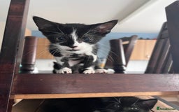 Domestic Shorthair cats for sale: Four 11 week old kittens - Image 7