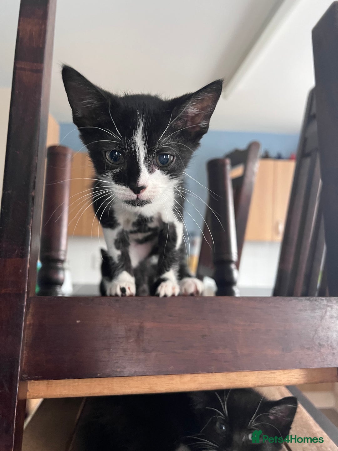 Domestic Shorthair cats for sale: Four 11 week old kittens - Image 7