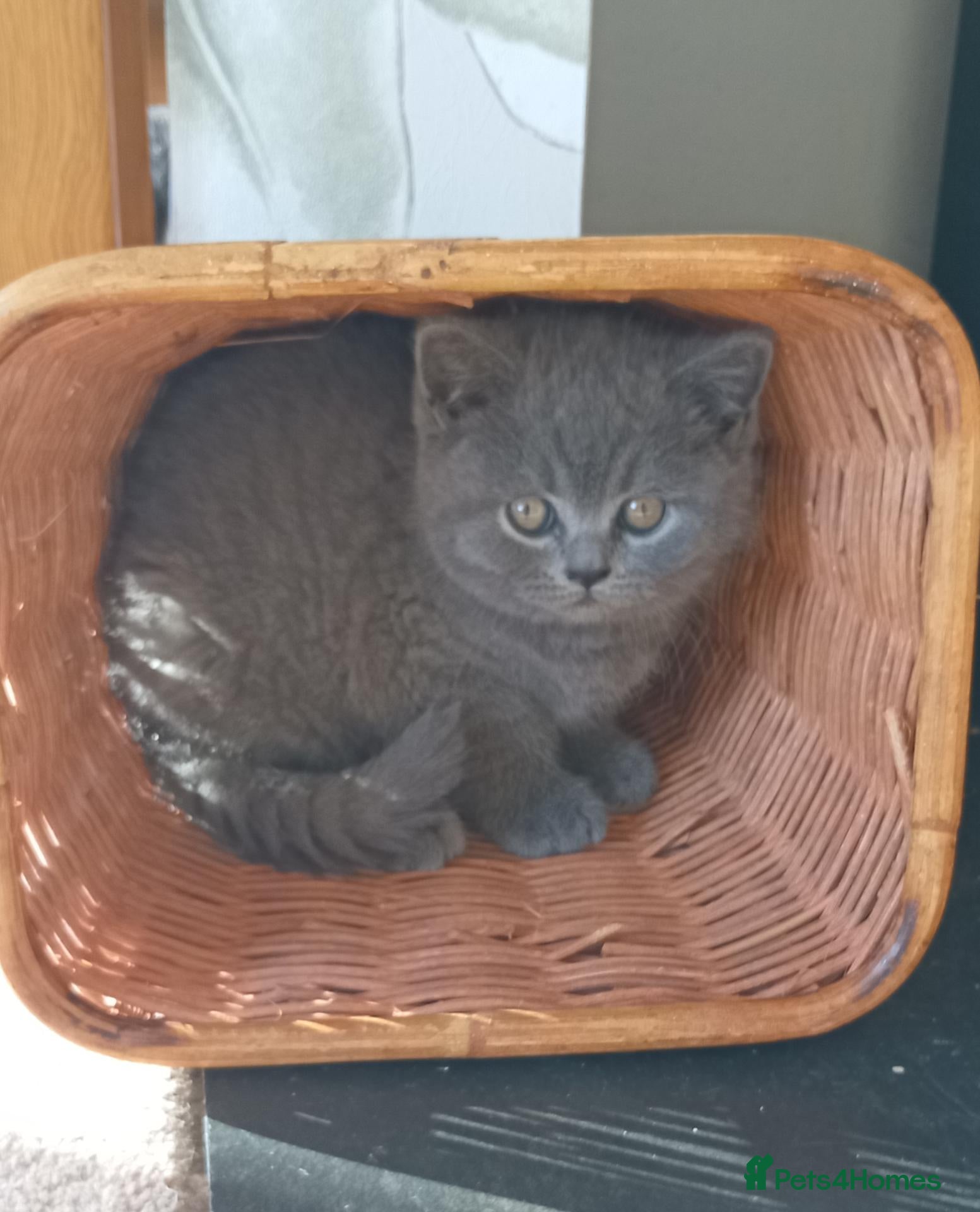 British Shorthair cats for sale: Beautiful British short-hair kittens  - Advert 2