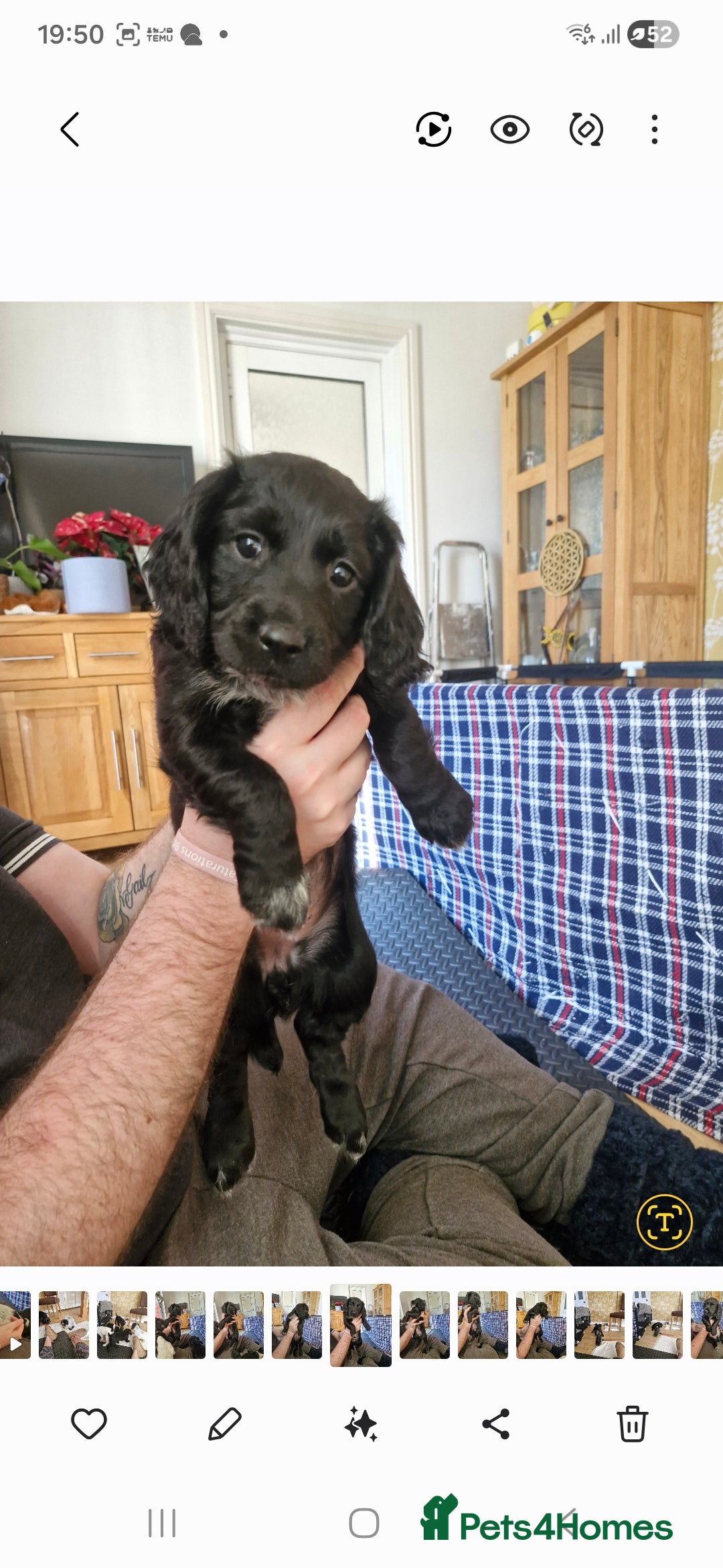 Sprocker dogs for sale: Beautiful sprocker pups - Advert 6
