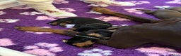 Dobermann dogs for sale: KC reg dobermann puppies health tested parents  - Advert 6