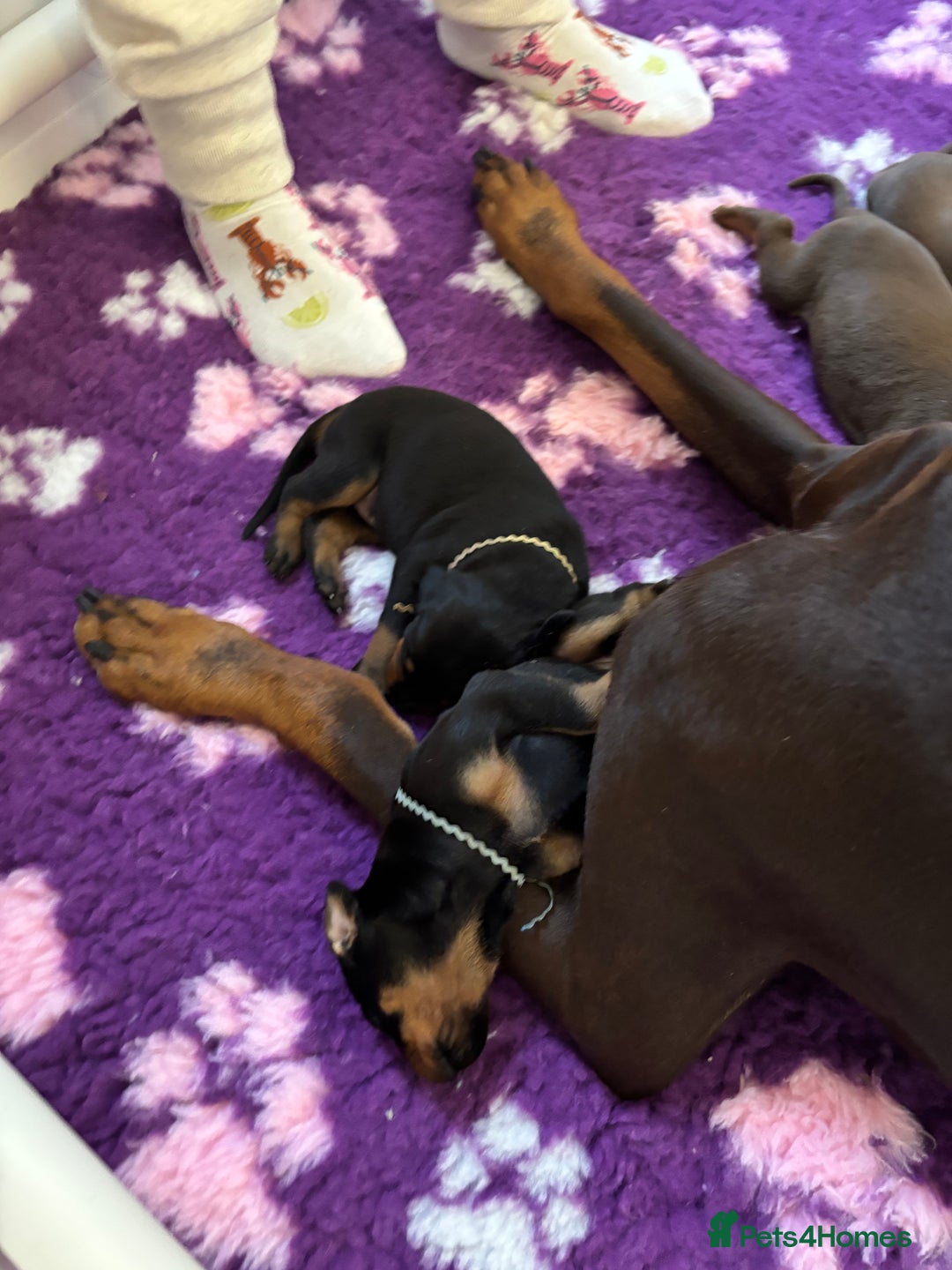 Dobermann dogs for sale: KC reg dobermann puppies health tested parents  - Advert 6