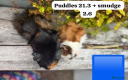 Guinea Pig rodents for sale: Baby guinea pigs available now. Sheffield. - Image 23