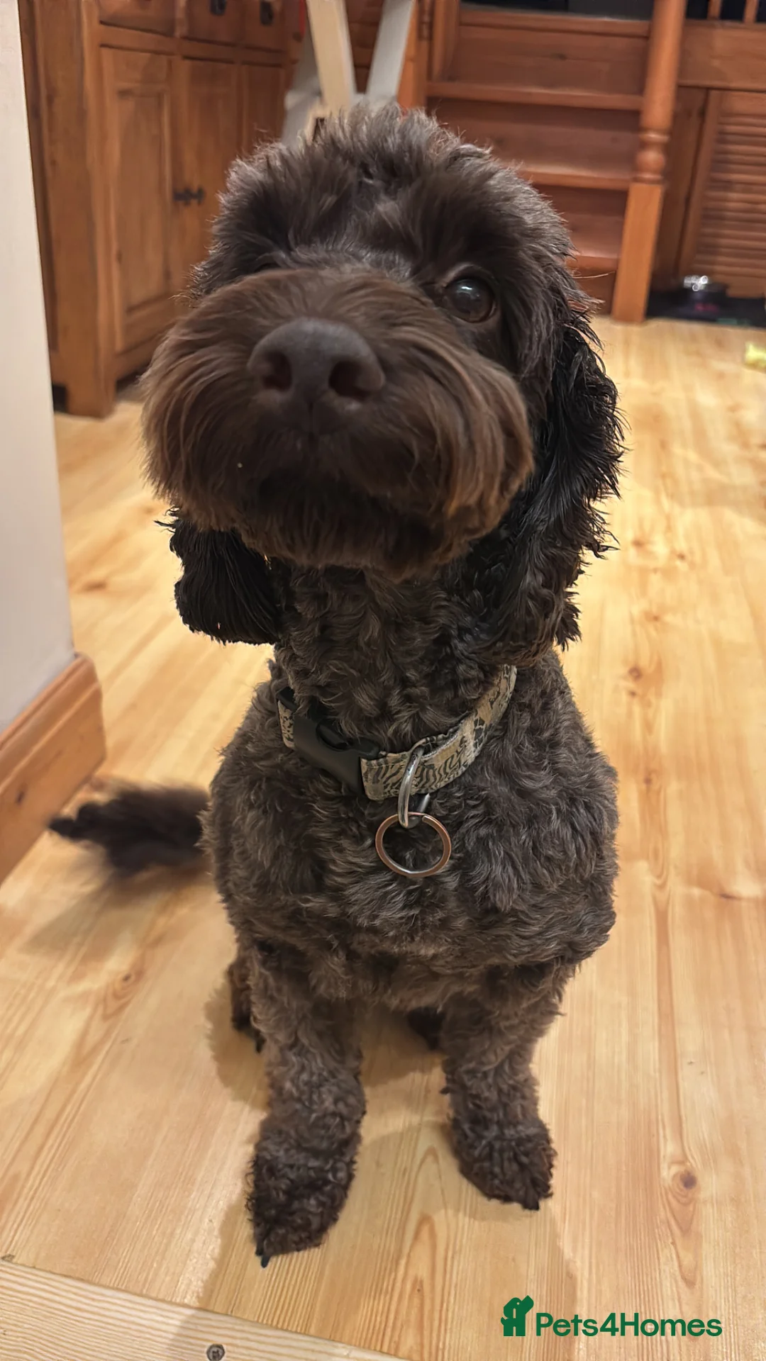 Cockapoo dogs for sale: F1b Cockapoo Puppies for sale 🐾🐾 in Llanidloes - Advert 2