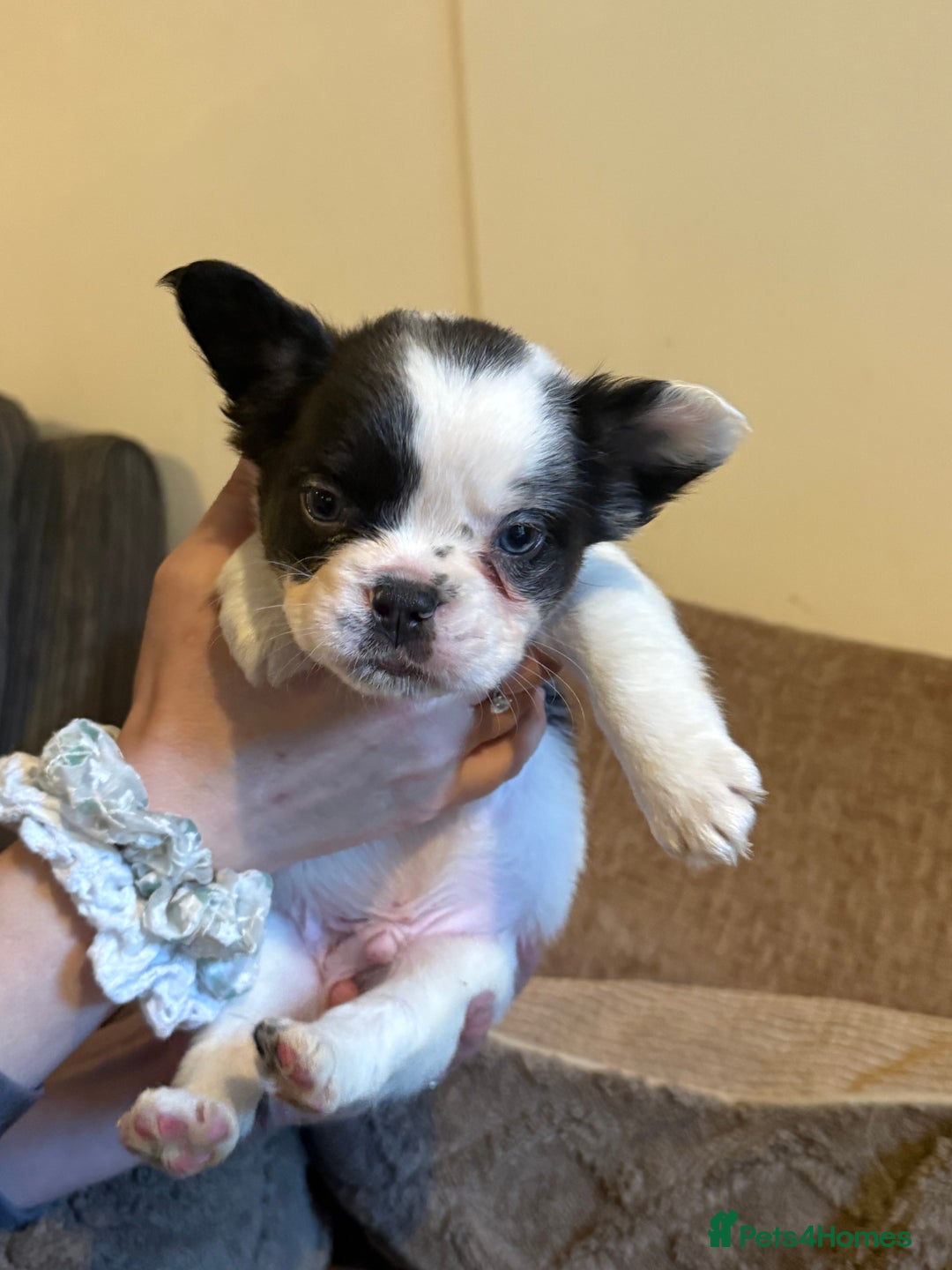 French Bulldog dogs for sale: Kc reg Fluffy Frenchies Ready Now  - Image 22