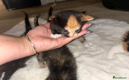 Mixed Breed cats for sale: Kittens mixed breed  - Image 4