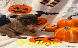 French Bulldog dogs for sale: 7 beautiful French bulldog  - Image 2