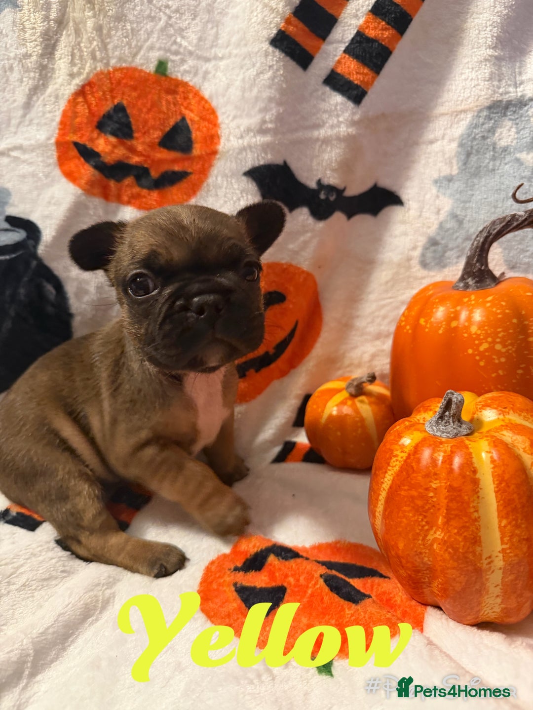 French Bulldog dogs for sale: 7 beautiful French bulldog  - Image 2