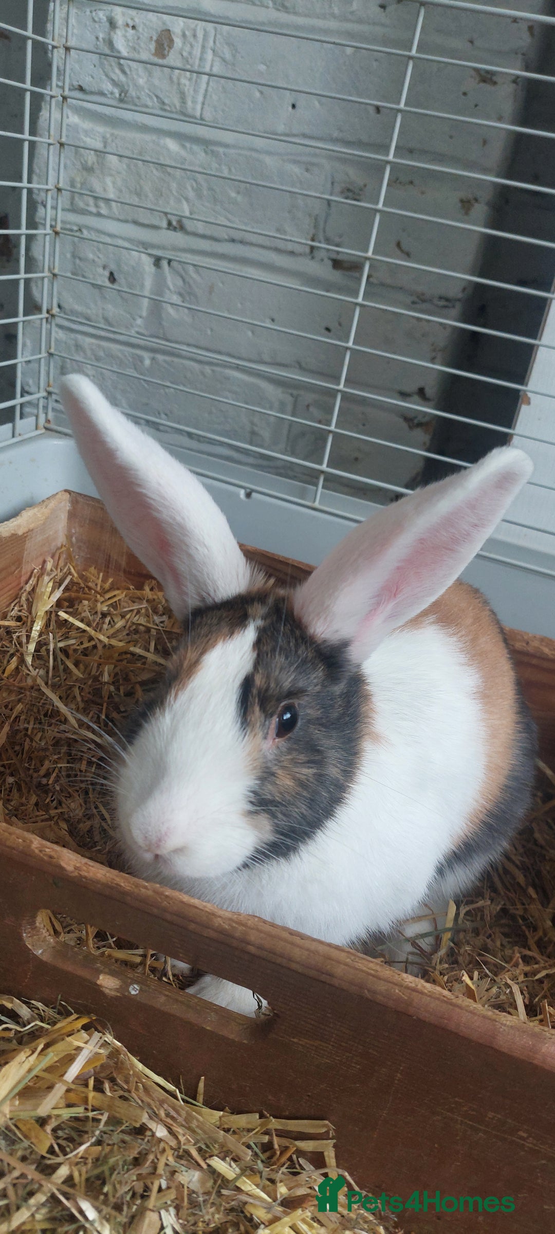 Mixed Breed rabbits for sale: 3 bunnies, different ages, mix breed in Chatham - Image 8