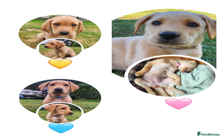 Labrador Retriever dogs - Advert 14