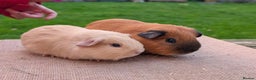 Guinea Pig rodents for sale: Beautiful Californian / self boar guinea pigs - Advert 1