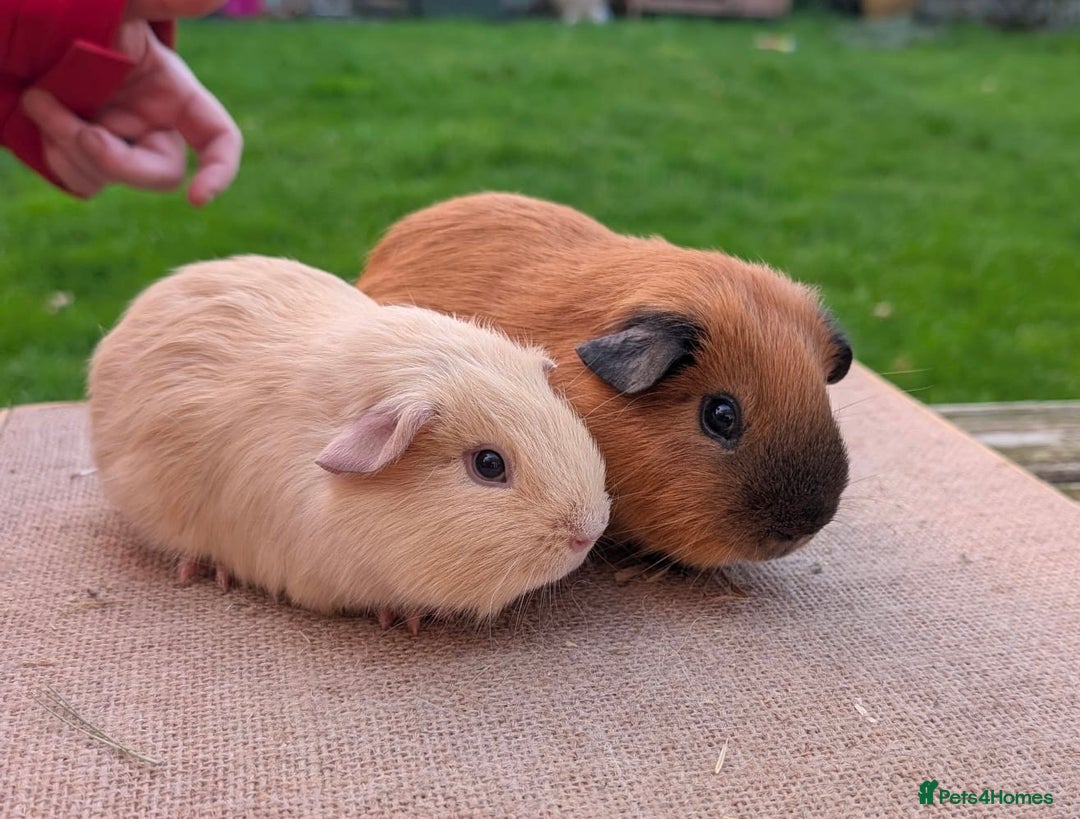 Guinea Pig rodents for sale: Beautiful Californian / self boar guinea pigs - Advert 1