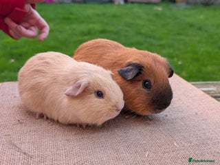 Guinea Pig rodents Beautiful Californian / self boar guinea pigs - Advert 1