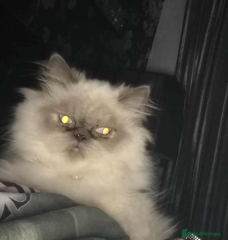 Himalayan cats PERSIAN FEMALE CAT FOR SALE - Advert 1