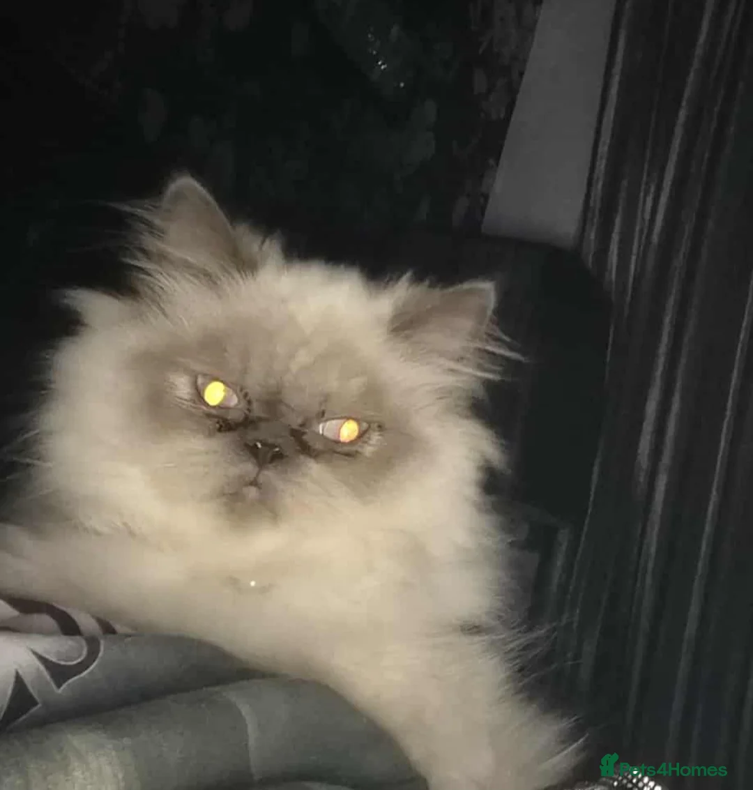 Himalayan cats for sale: PERSIAN FEMALE CAT FOR SALE - Advert 1