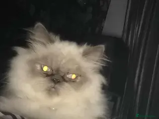 Himalayan cats PERSIAN FEMALE CAT FOR SALE - Advert 5