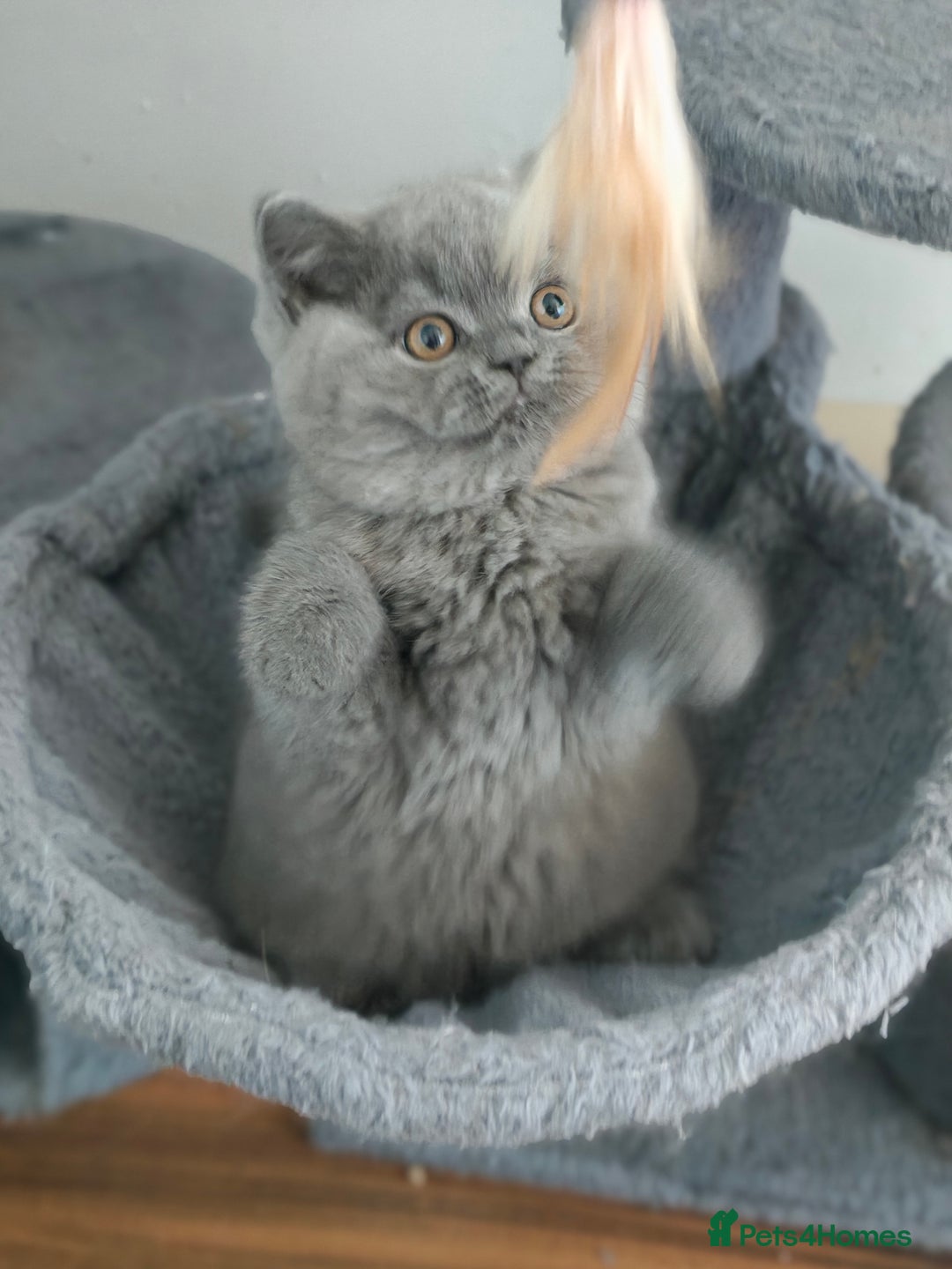 British Shorthair cats for sale: Last blue girl  BSH TICA  registered  - Advert 1