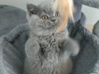 British Shorthair cats Stunning Teddy bear BSH kittens GCCF - Advert 3