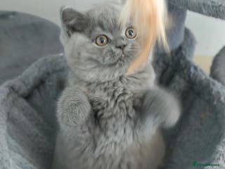 British Shorthair cats Last blue girl BSH TICA registered - Advert 4