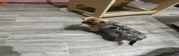 Yorkshire Terrier dogs for sale: adorable mini Yorkshire terrier puppies for sale in Bolton - Advert 4
