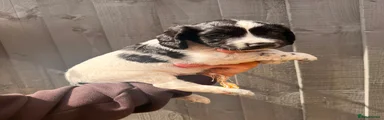 Cocker Spaniel 3
