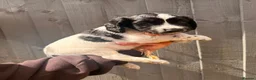 Cocker Spaniel dogs for sale: Quality health tested working cocker puppies - Advert 10