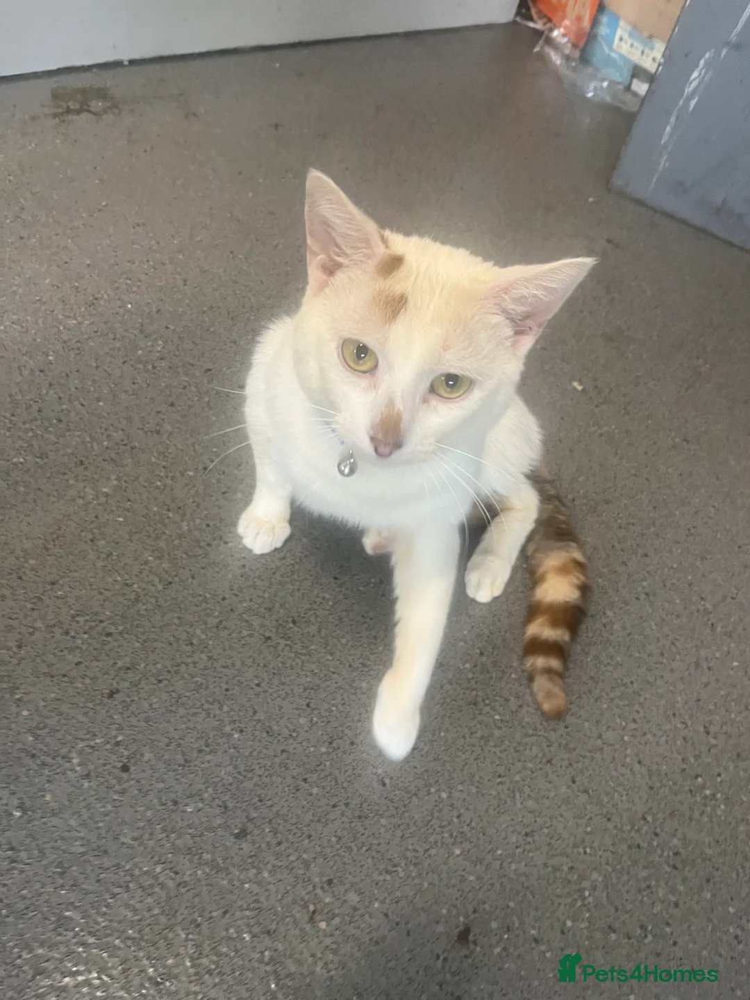 Turkish Angora cats for sale: 🐾 Very Handsome 1 year old Turkish Angora Male 🐾 - Advert 1