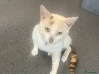 Turkish Angora cats 🐾 Very Handsome 1 year old Turkish Angora Male 🐾 - Advert 1