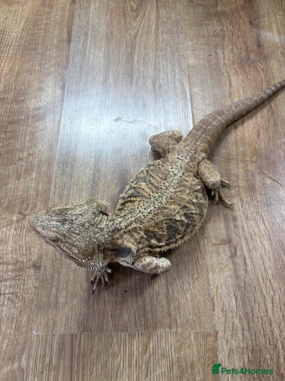 Dragon reptiles for sale: Female bearded dragon - Advert 7