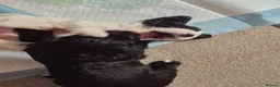 Cocker Spaniel dogs for sale: 5 beautiful cocker puppies - Advert 19