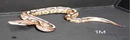 Python Snake reptiles for sale: Royal Python Hatchlings Males various morphs  - Advert 9