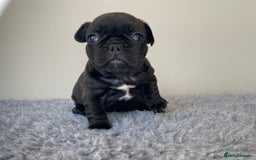 French Bulldog dogs for sale: KC French Bulldog Pups Tiger Brindle, Tan & Black  - Image 11