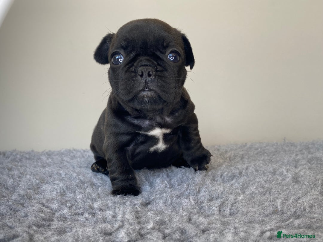 French Bulldog dogs for sale: KC French Bulldog Pups Tiger Brindle, Tan & Black  - Image 11