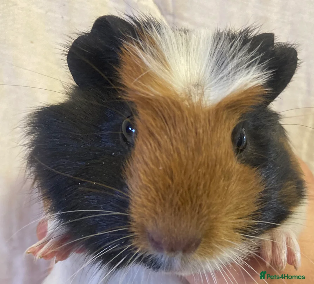 Guinea Pig rodents for sale: Baby Female Guinea Pigs For Sale  - Advert 9
