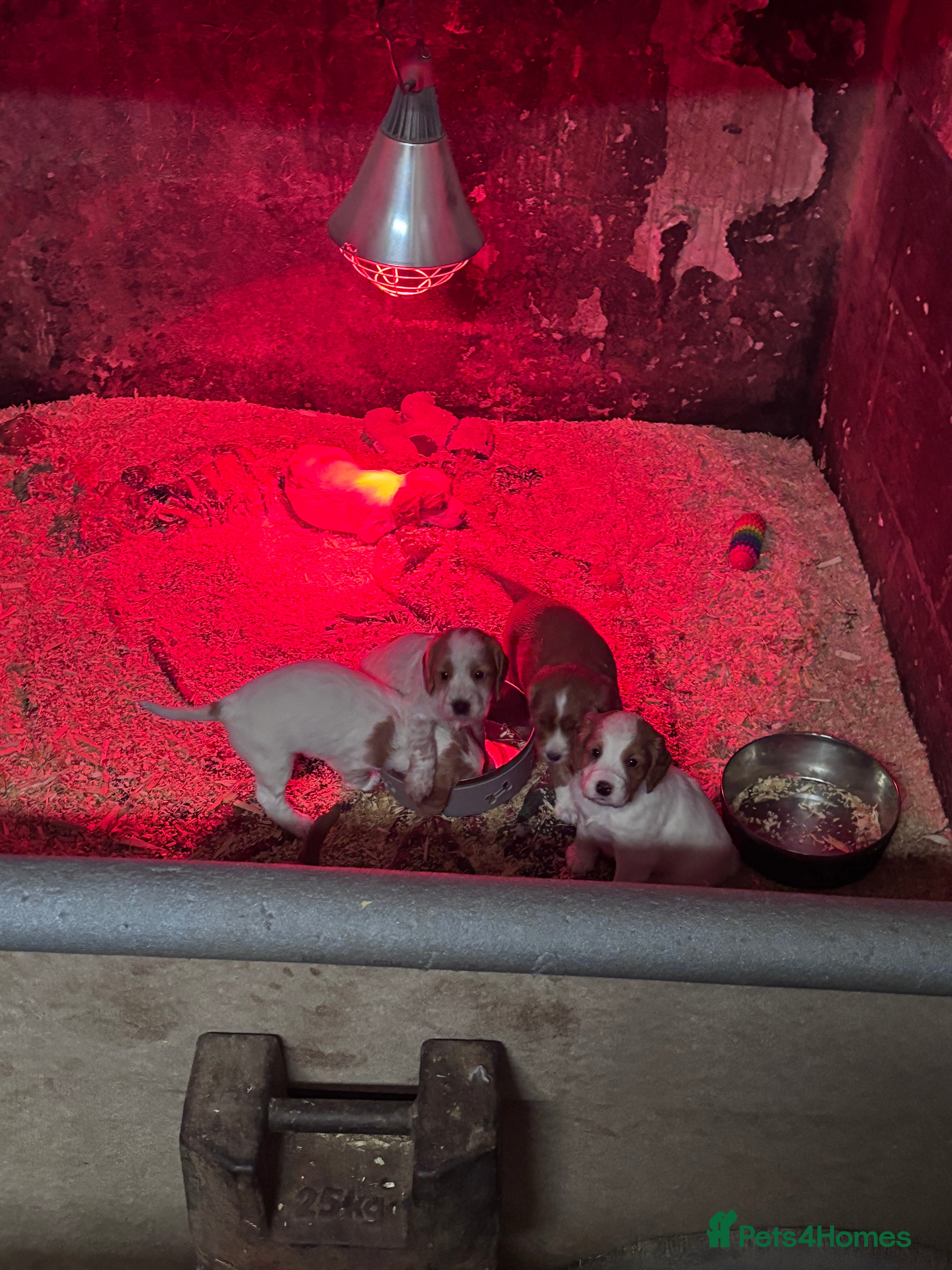 Cocker Spaniel dogs Farm bred Stunning Cocker Spaniel Puppies for sale - Advert 1