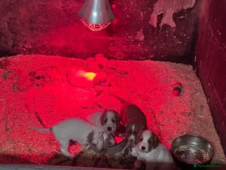 Cocker Spaniel dogs Farm bred Stunning Cocker Spaniel Puppies for sale - Advert 1