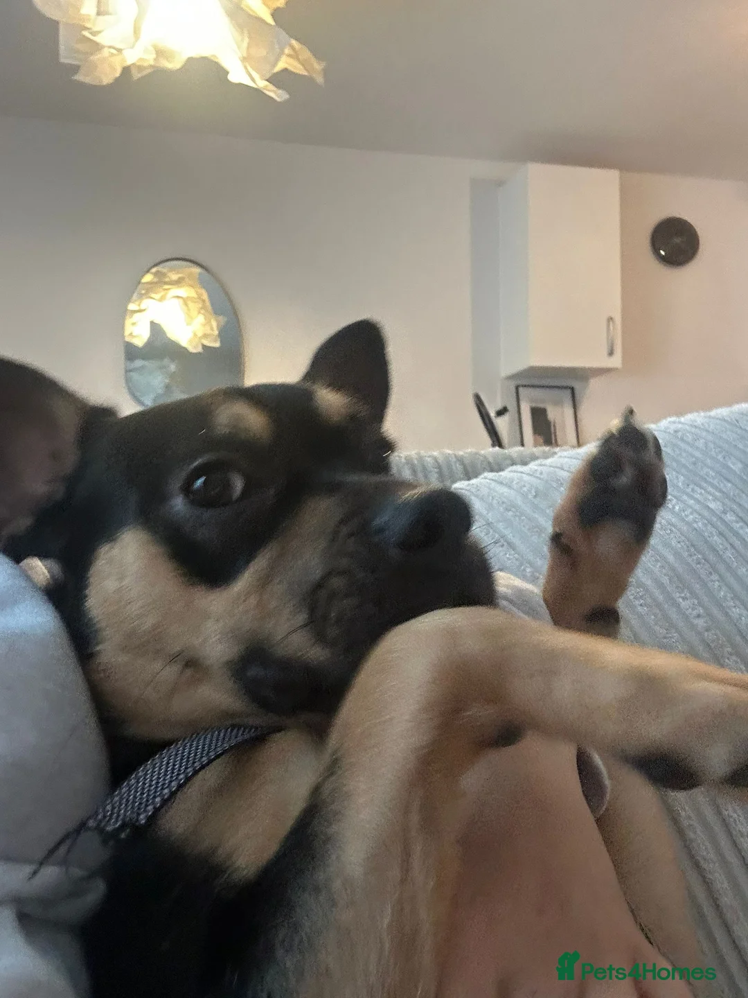 Mixed Breed dogs for sale: Frenchie cross  - Advert 6