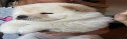 Chow Chow dogs for sale: Chow chow babies  in Enfield - Advert 9