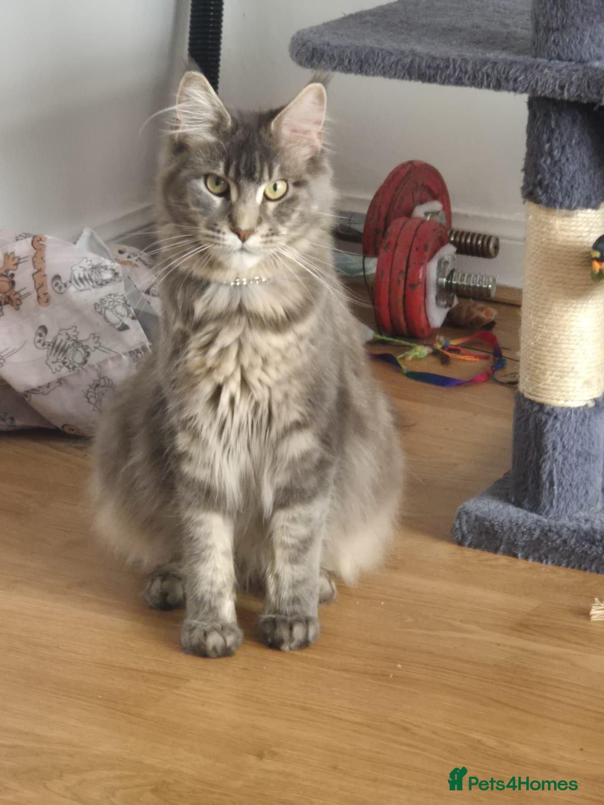 Maine Coon cats Stunning Maine Coons for sale must see 🥰 - Advert 2