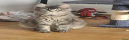 Maine Coon cats for sale: Stunning Maine Coons for sale must see 🥰 - Advert 2