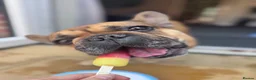 French Bulldog dogs for stud: Blue the frenchie - Advert 1