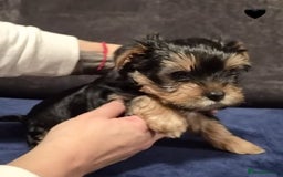Yorkshire Terrier dogs for sale: Yorkshire terrier puppies (3 girls) - Image 36