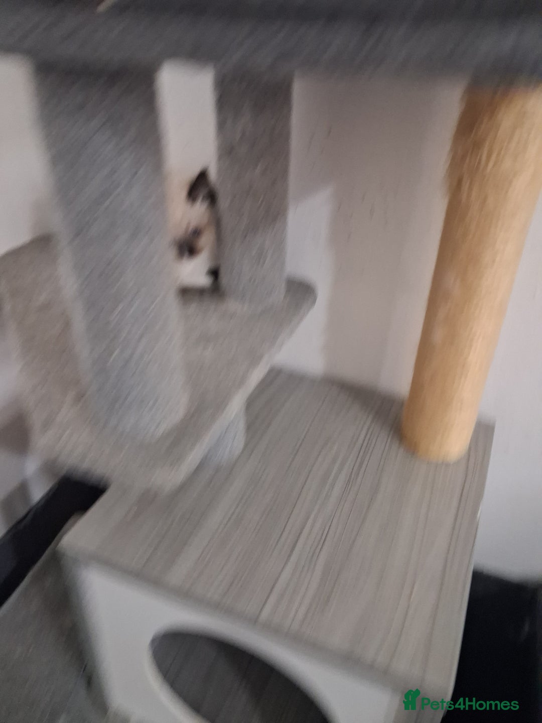 Ragdoll cats for sale: 3 Beautiful ragdoll girls ready  - Image 23