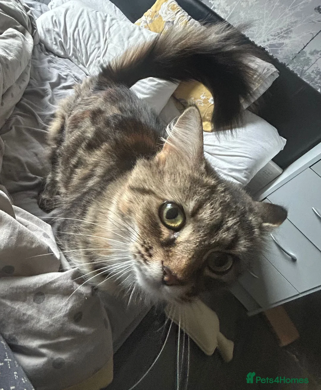 Domestic Shorthair cats for adoption: Adopt from Cats in Crisis East London - Advert 2