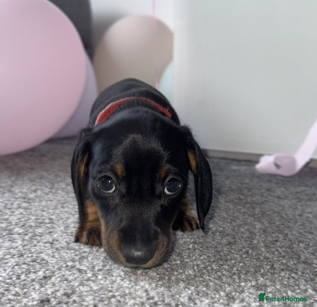 Miniature Dachshund dogs for sale: Miniature Dachshund Puppies – Black & Tan - Image 4