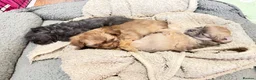 Chihuahua dogs for sale: 💕🐾 GORGEOUS LONG-HAIRED CHIHUAHUA GIRLS 🐾💕 - Advert 7
